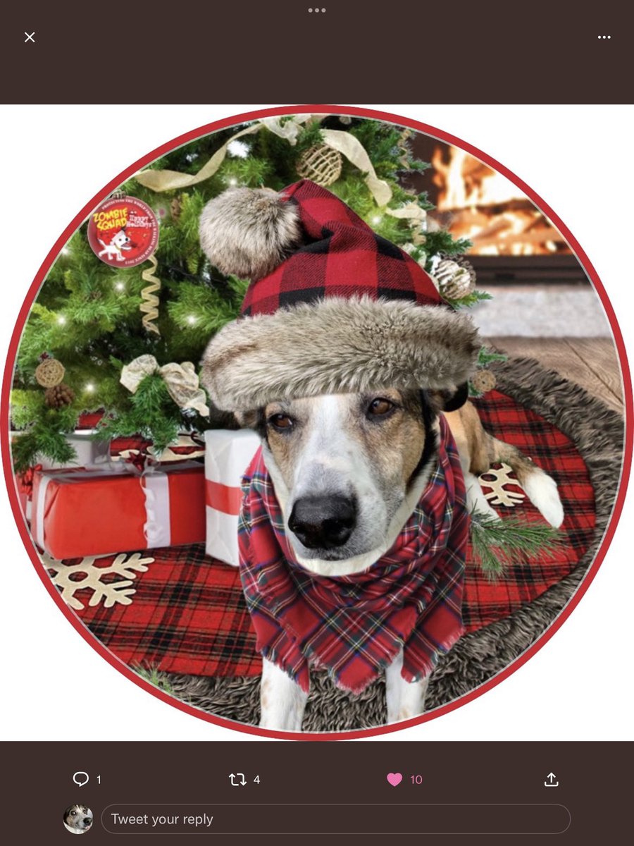 Merry Christmas 🎄 to all mine frens frum mine home to ur home🎅🎄
Thanks u so much <a href="/AustinHalifax/">Austin</a> fur the sweet Christmas card, u r the cutest lil Santa Pup😘😘
Hope everypawdy has a great Santa Day🎅 me luvs u all so much🥰🥰🥰🥰🥰🥰