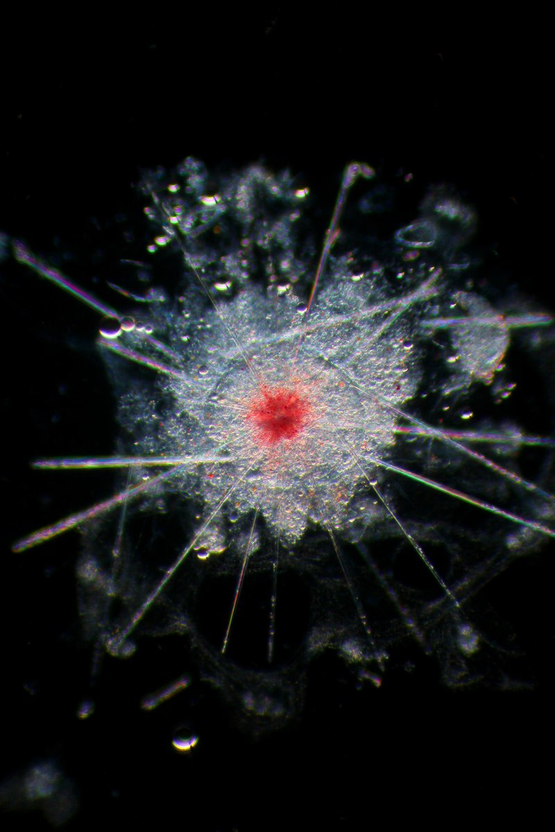 Michael Sars Centre (@msarscentre) on Twitter photo ✨Our ocean is filled with beautiful microscopic marine organisms that look like stars in the night sky.
Thanks to our amazing community for a year filled with inspiration and collaboration. 🙏 Wishing everyone a joyful holiday season and a happy New Year!
📸 <a href="/aaasjord/">Anne aasjord</a>
<a href="/UiB/">Universitetet i Bergen</a> ✨Our ocean is filled with beautiful microscopic marine organisms that look like stars in the night sky.
Thanks to our amazing community for a year filled with inspiration and collaboration. 🙏 Wishing everyone a joyful holiday season and a happy New Year!
📸 <a href="/aaasjord/">Anne aasjord</a>
<a href="/UiB/">Universitetet i Bergen</a>