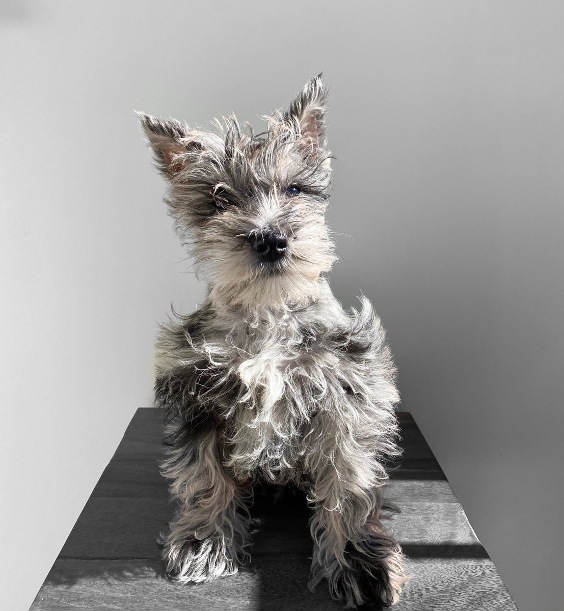 TheRealPhilemon's tweet image. Dad                                   Child