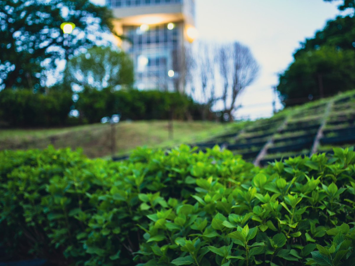 FsasakiP's tweet photo. 色味で言うと今更ですがPentax645Dですね。

#moody #moodygram #moodygrams #naturegram #photography #ファインダー超しの私の世界 #写真好きな人と繋がりたい #都市風景 #都市スナップ #中判 #PENTAX #PENTAX645 #mediumformat #中判でじたる #ペンタックスの色味 #ccd #ccdセンサー https://t.co/LHZkmQ0X45