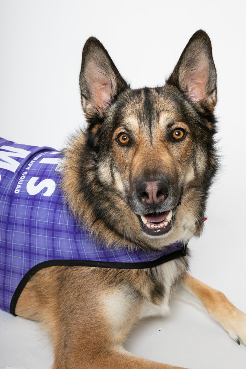 DENAirport's tweet photo. Maverick is on Concourse A saying hi to everyone from 12-2 p.m.! Let us know if you spot him! #DENCATS https://t.co/UBpWQDVVJu