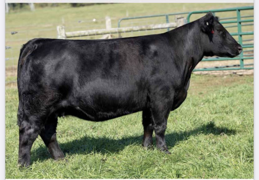 nick mcconnell (@mcconnellnick15) on Twitter photo 