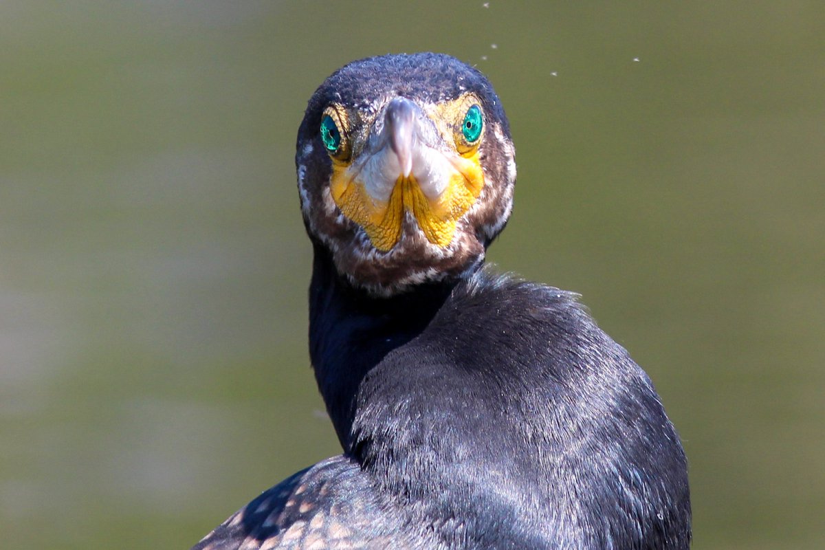 Hated by anglers. Loved by me. The cormorant.