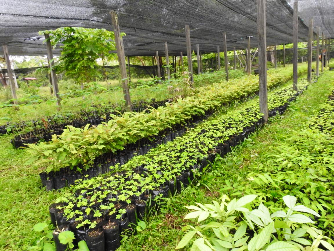 La asistencia técnica es fundamental, no es solo cuestión de disponer de los recursos financieros, es más importante el acompañamiento para que la idea no fracase dejando  a las comunidades en mala posición y las reservas forestales transformadas