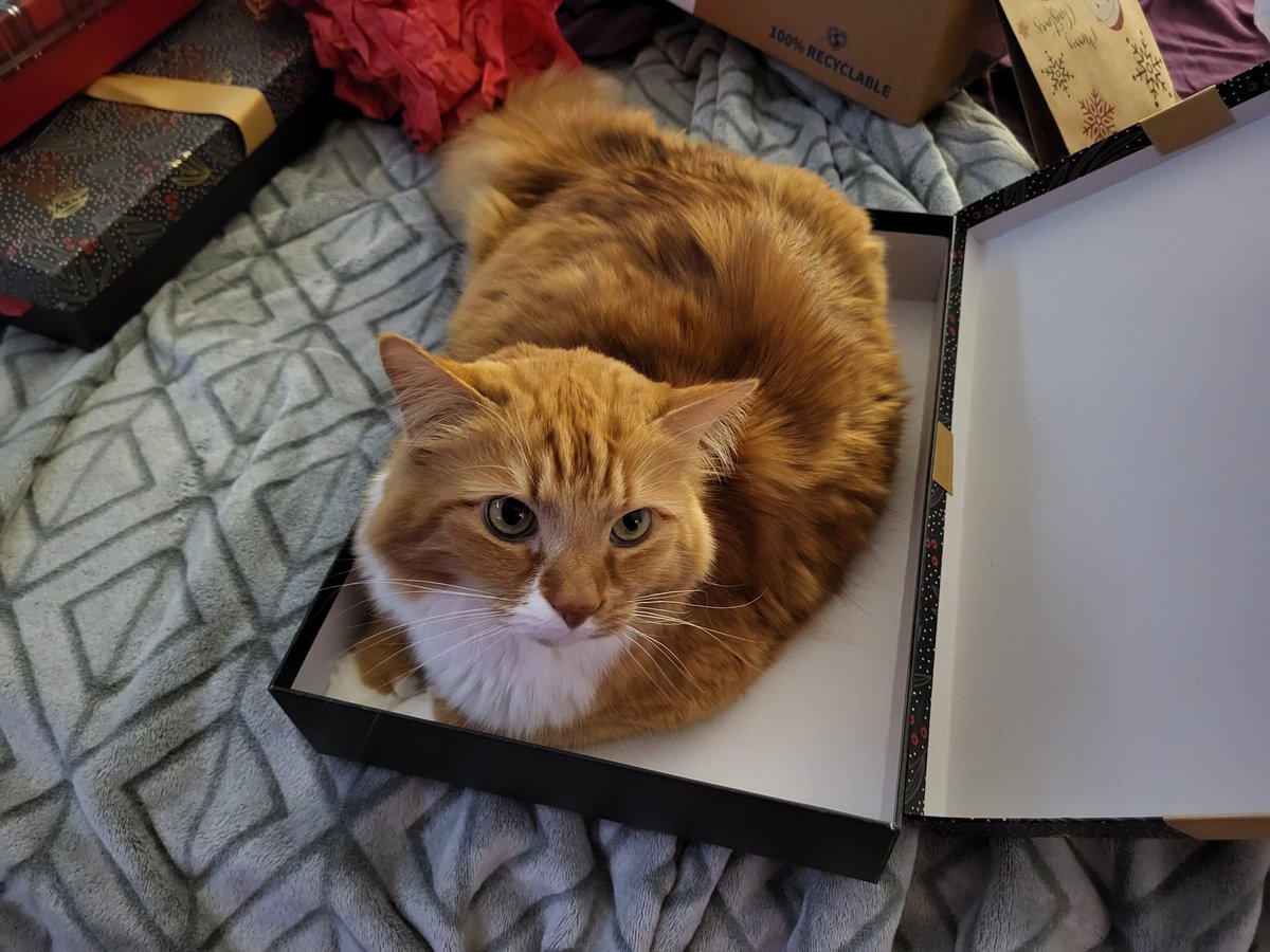 Cat decided to make himself a prsent this year.