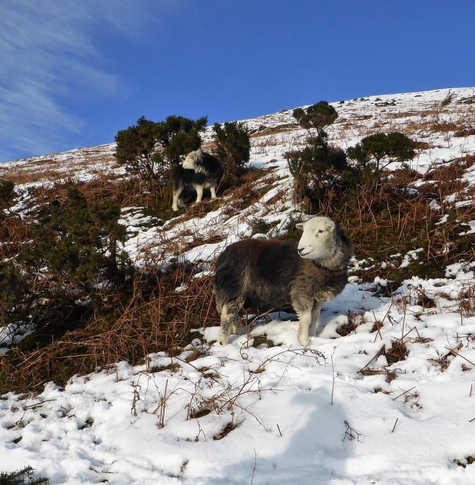 Many thanks to everyone who’s visited our page, supported us or bought our merchandise over the past year. We appreciate your help in keeping the memory of AW, master fellwalker, alive. 
We wish you a Happy Xmas and the very best walking adventures in 2024.