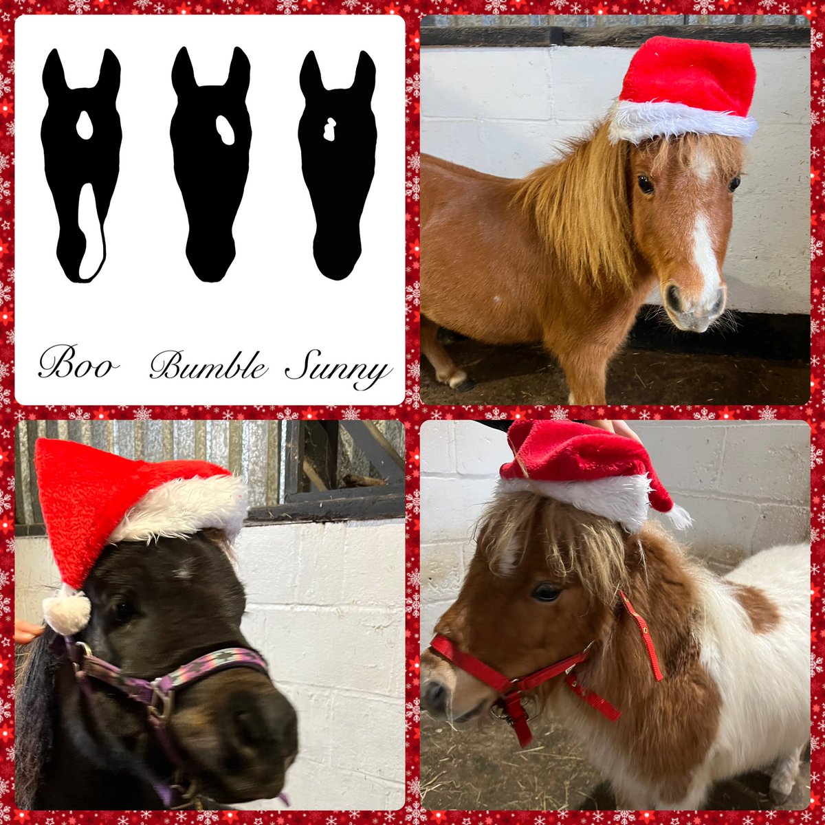 Myself Sunny, Boo and Bumble wish you ALL a very happy Christmas 🎄 and we hope 2024 brings happiness, health and positivity to everyone!!  #boo #sunny #bumble #miniadventure #therapony #wellbeing #equineinteraction <a href="/Therapony4/">Therapony4</a>