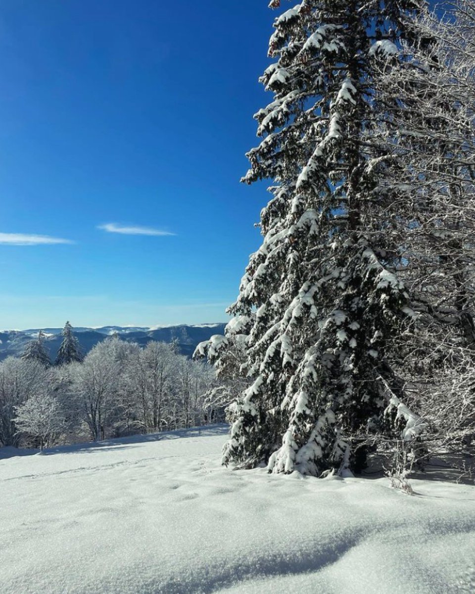 Whether you prefer skiing, snowboarding, hiking or sledding, the Vosges mountains are a dream destination for any nature lover🌲❄️

🤳 @zusslin_marie