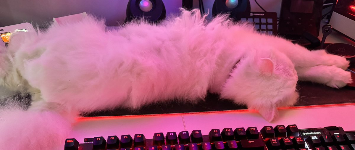 Meet Molly, she likes to get on my desk and chill there 👀