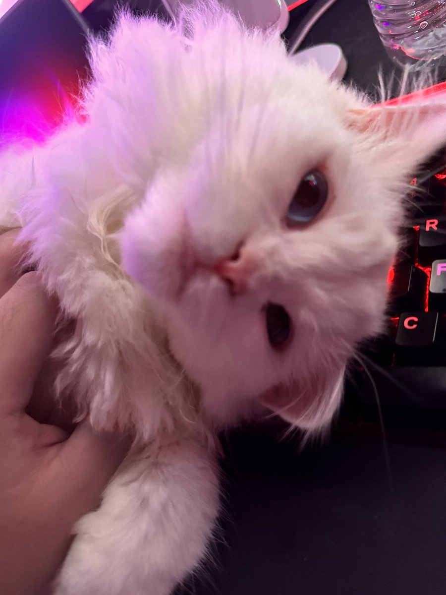 repensky tweet media