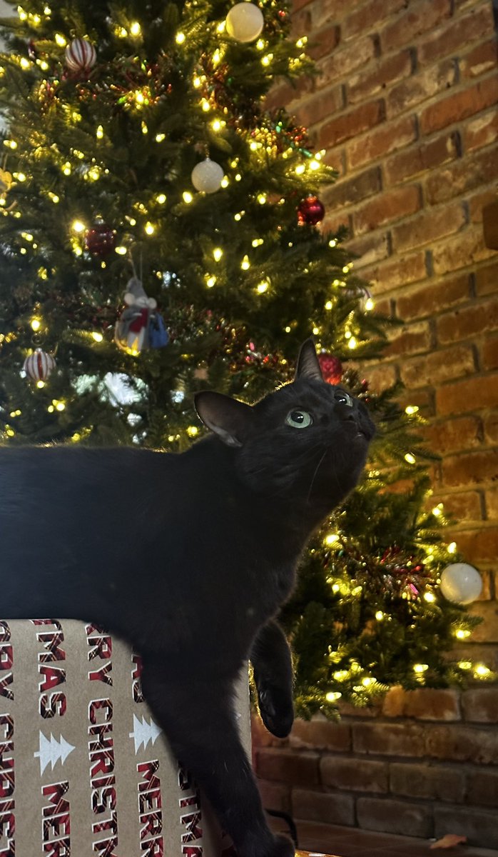 aarmijo111's tweet photo. crunch says she hopes everyone has a merry christmas 🎄 https://t.co/HVQktV9J79