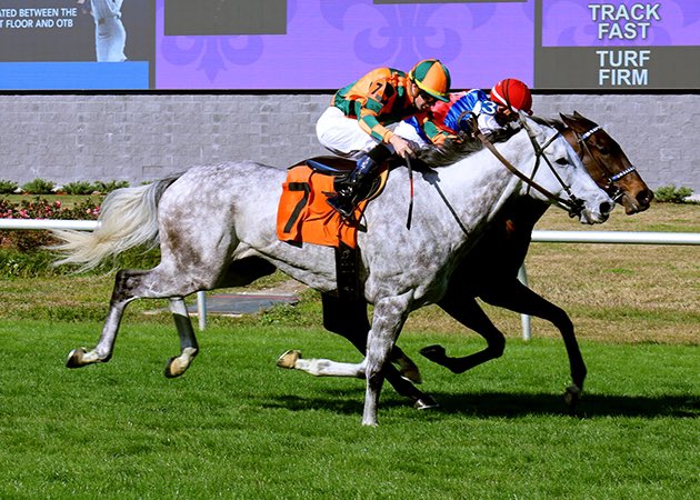 A bob of F&M heads in the Blushing K.D. Stakes to LOVELY PRINCESS calling on her class to just edge Creative Cairo with @b_hernandezjr on the winner for @KennyMcPeek in 1:42.59 (Firm) on a beautiful @fairgroundsnola day. #FG152