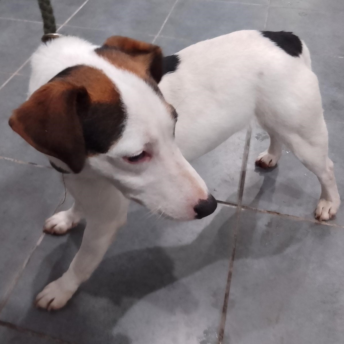 Please retweet to help find the owner or a rescue space for this found/abandoned dog #GREENWICH #SE2 #LONDON #UK Female Jack Russell Terrier, black and tan patches, no chip, 12 December. Now in a council pound, she could be missing or stolen from another region, please share…