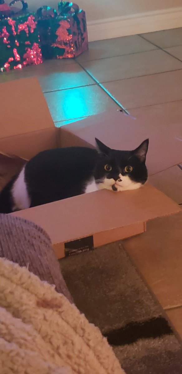 Shadow 😻
#figaro #shadow #kitten #spike #catslife #tuxie #tuxiegang #tuxiesrule #tuxedocats #gingerkitty #bondedbrothers #CatsLover #BondedPair
#tuxedocat #caturdaycuties #AdoptDontShop #lovemycats