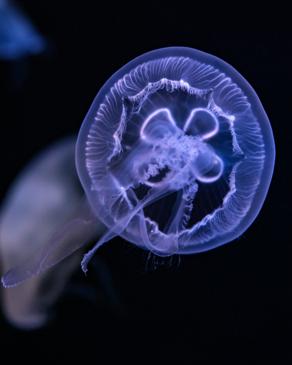 Need a fun fact to impress your family and friends at your next holiday gathering? Jellies do not have a brain 🧠 or eyes 👀. They have special sensory structures to help them navigate and perceive gravity. Weird, but cool. 🤓