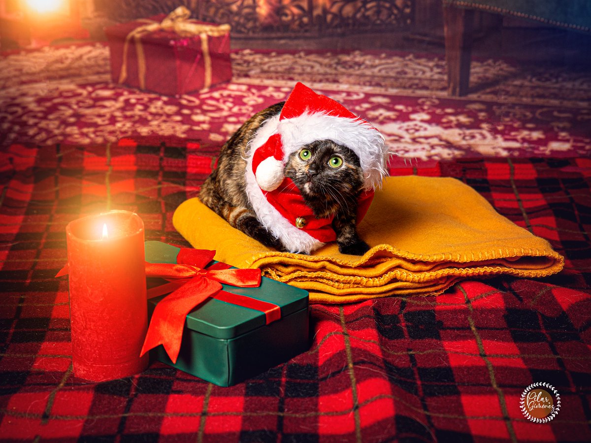 pilargimenezpho's tweet photo. ¡¡SESIÓN MASCOTERA NAVIDEÑA ALZIRA · 2023 !!      

A los que participasteis, os dejo aquí el enlace donde podréis descargaros vuestras fotos:      

https://t.co/erYmnEKVbL
.
.
.
#navidadmascoterasolidaria2023 #fotografoalzira #pilargimenezphotography #pilargimenez #animaloria https://t.co/5BQ0DgvZhG