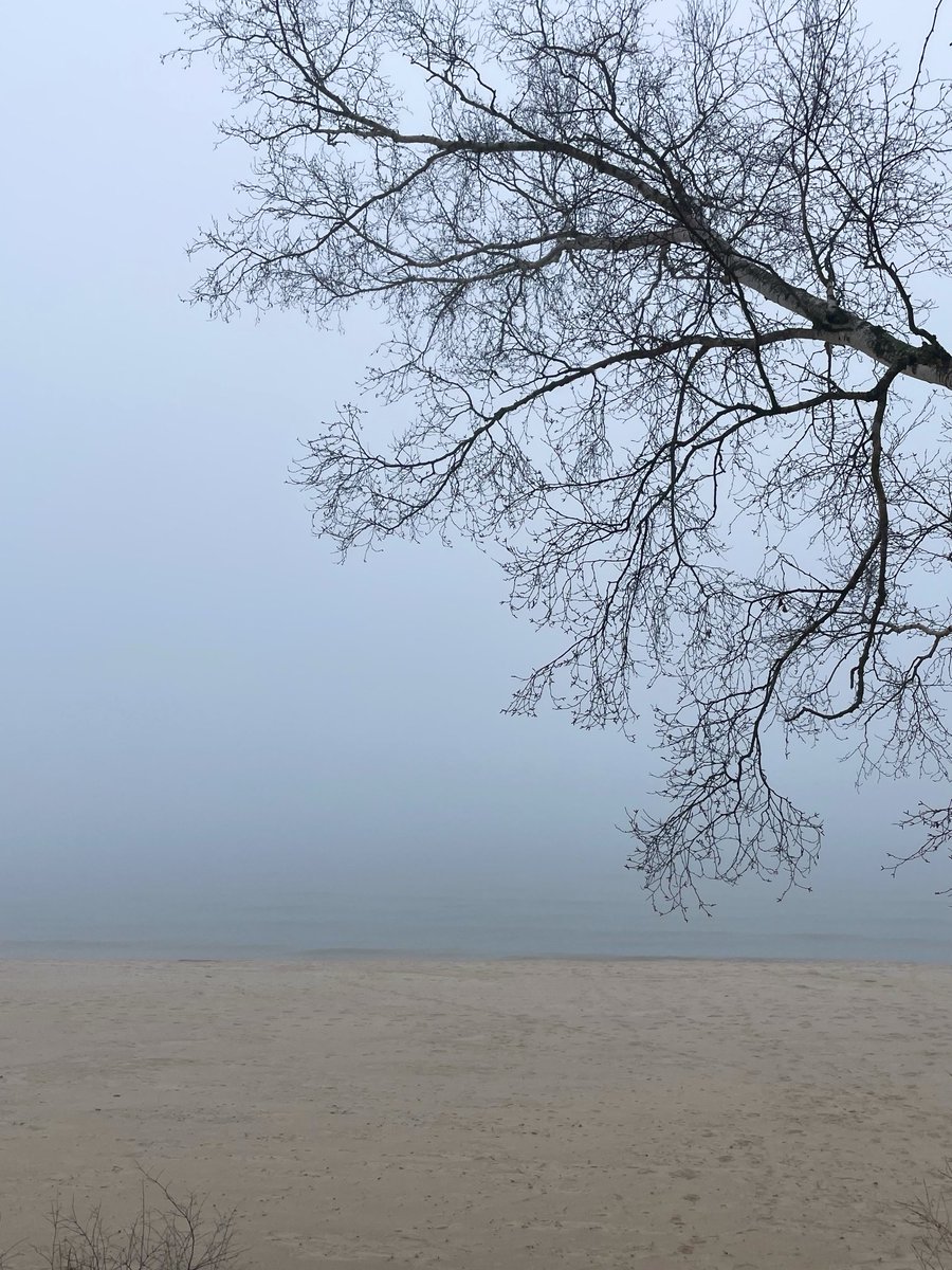 Lost Horizon. #nature #fog #mist #birchtree #whitebirch #kohlerandrae #sheboygan #wisconsin #dunes #beaches #water #outdoors #perspective #naturephotography ⁦@Mark_Baden⁩ ⁦@StarboardRail⁩ @wdnr