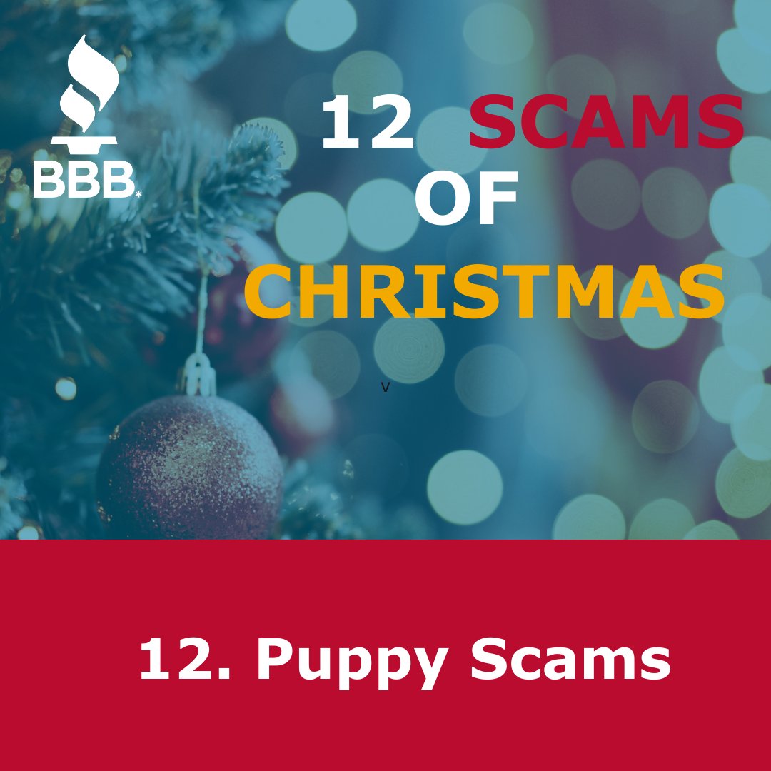 BBB_BC's tweet photo. Thinking of adding a furry friend to your family? Beware of scams! Online pet ads can be deceptive—experts estimate 80% may be fake. Always meet the pet in person before making a purchase. 🐾 #PetScams #AdoptResponsibly https://t.co/qGOanZdyM7