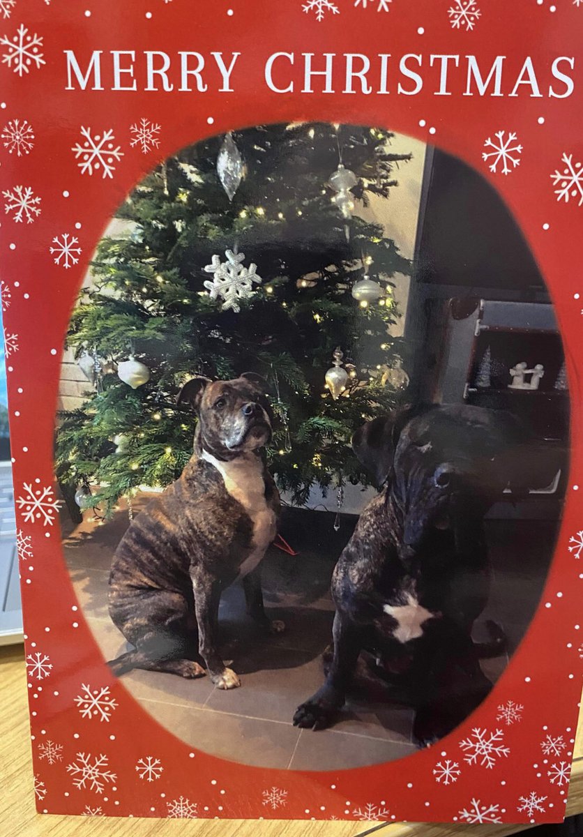 joynes85's tweet photo. One of my favourite outcomes of the year. Dottie was a few days away from dying of starvation when I removed her. Now, she’s loved, goes for walks, lies by the fire, has a best mate, goes to the pub. And sends her own Christmas Cards 😂. Merry Christmas Dottie 🎅 🐶❤️ https://t.co/OPSxa9Epg9