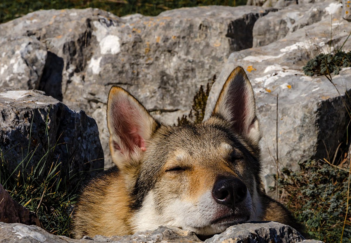 Sun-Drenched Dreams 
#WinterJoy #PuppyLove #NatureLovers #PeacefulMoments #AdventurePup #InstaDogs #SunnyDays