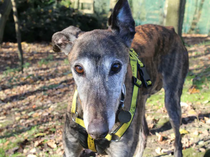 Please retweet to help Melissa find a home #LIVERPOOL #UK Lovely Greyhound aged 2-5. Melissa can live with other dogs and children of high school age. A little patience may be needed when it comes to house training as Melissa has spent her life in kennels. Mel has sore hips and…