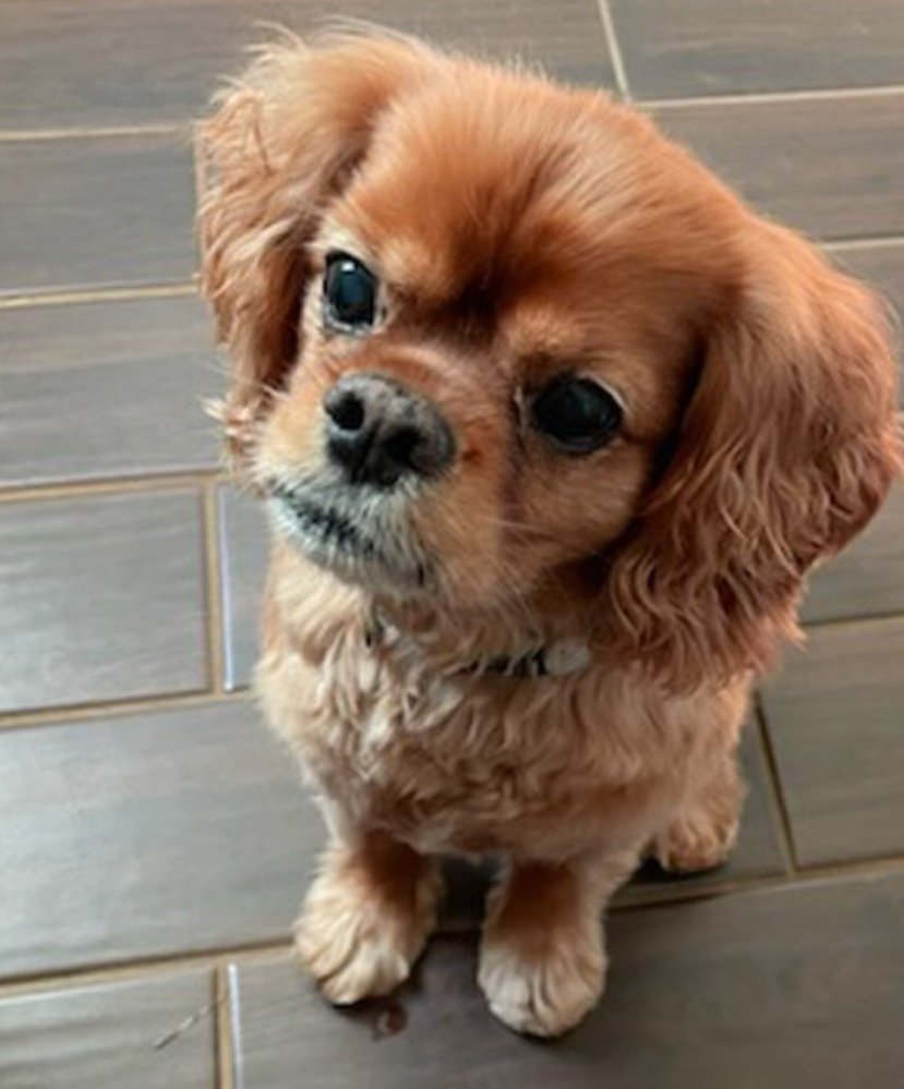 CavalierRescue's tweet photo. Oh hi just puppy Spenser here in Maryland, do you like cute, expressive puppies that love snuggles? That could be me! But I'm 11 years old, did I fool you? Everyone says I look like a puppy! #seniorpupsaturday https://t.co/2LYd2T6jVs
#AdoptDontShop 
#pleasesanta 🧡 https://t.co/Yx7ttai8ZZ