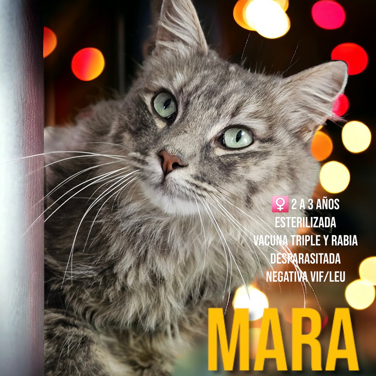 gatitosasalvo's tweet image. Seguuuunda sesión de fotos y video de las 3 reinas que están hospedadas con nosotros 😍😍😍

Estas 3 pequeñas, son puro amor. 

Lamentablemente hay gente que las acapara cuando son pequeñas, para después echarlas "cuando ya no son bebés".  Las 3 merecen un hogar bonito y lleno de…