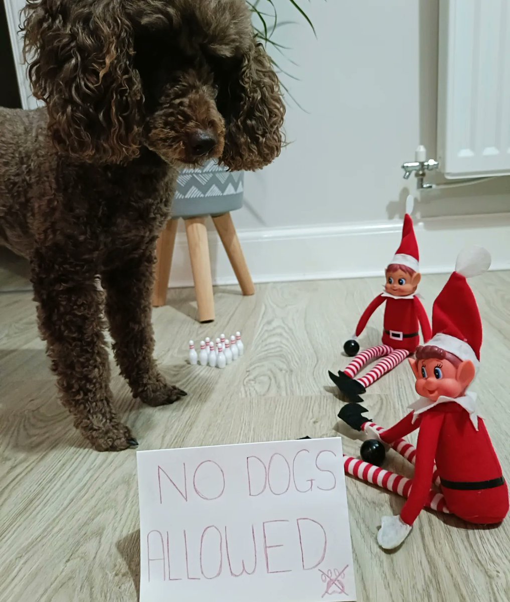 Why am I not allowed to join in with bowling?? 🐩🐾

#naughtyelves #elfontheshelf #ziggyiggyandizzy #hearingdogsfordeafpeople