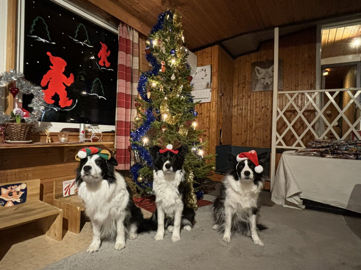 Take #47……… #bordercollie xmas torture 🤣🤣