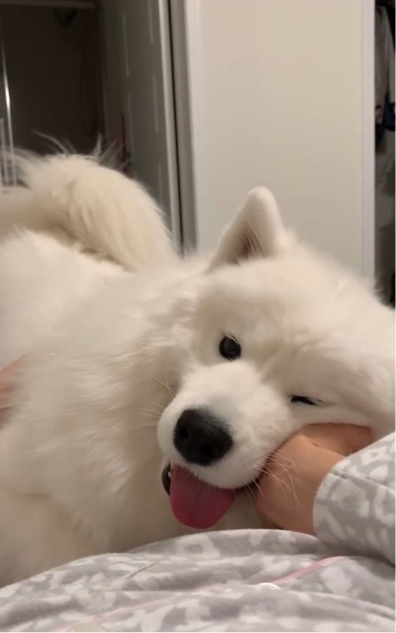 dogs so cute that could save the world (@dogssaveworld) on Twitter photo 