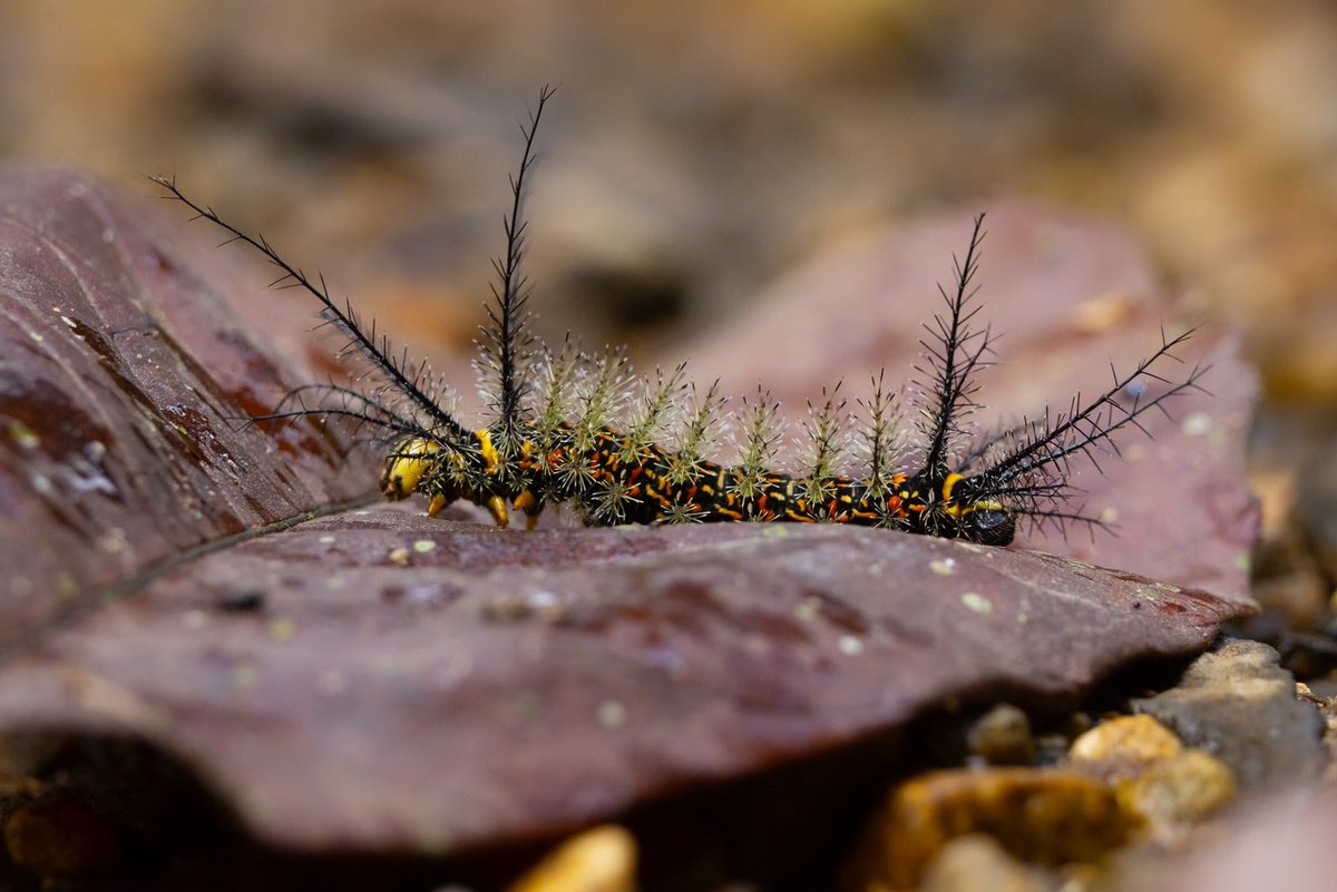 Saturnid moth caterpillar, Tayrona National Park, Colombia