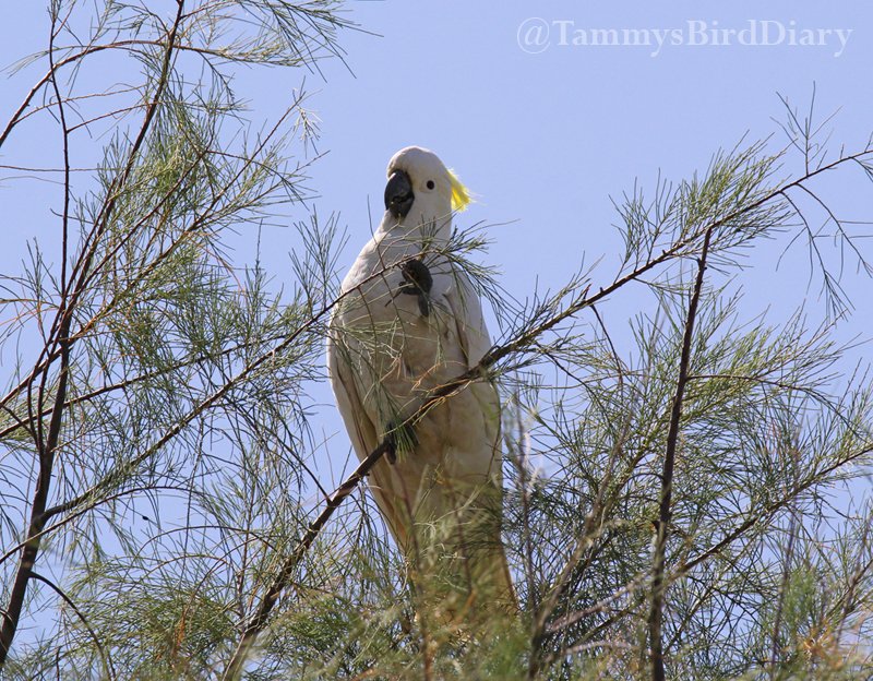 A sulphur-crested cockatoo in Gunnedah recently #birds #birdtwitter #birdwatching #birding #Ozbirds #TwitterNatureCommunity #birdphotography #WildOz #BirdsSeenIn2023 #ThePhotoHour