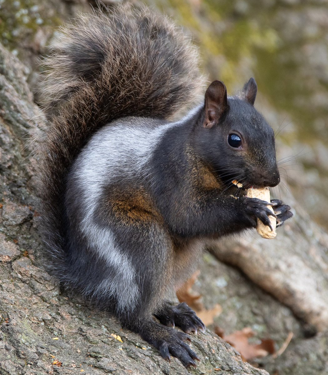 I found the most beautiful variation of Eastern Grey Squirrel today in Central Park. Black , red and white . Isn’t he a beauty!!!! #birdcpp