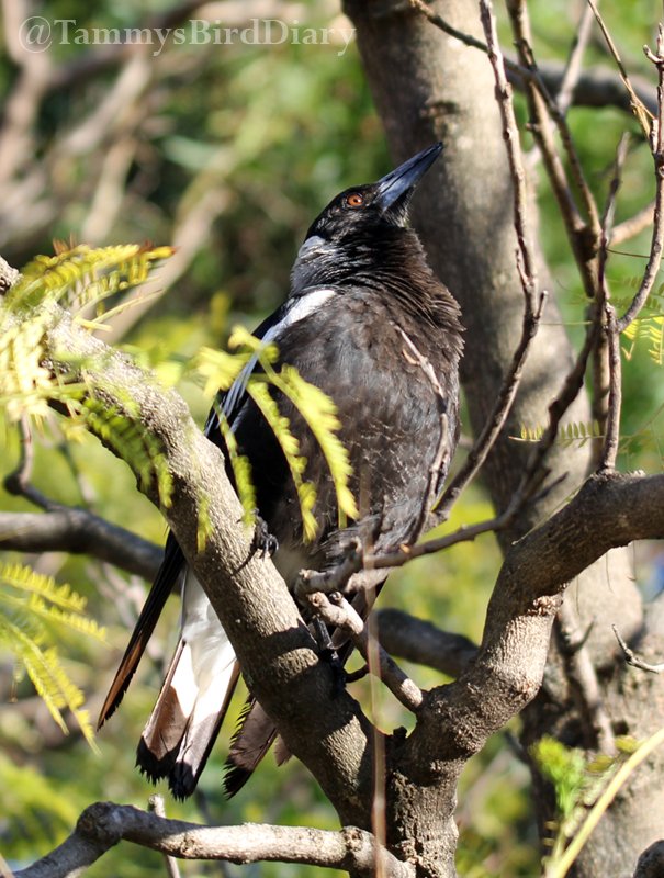 An Australian magpie at the Tamworth Botanic Gardens recently #birds #birdtwitter #birdwatching #birding #Ozbirds #TwitterNatureCommunity #birdphotography #WildOz #BirdsSeenIn2023 #ThePhotoHour