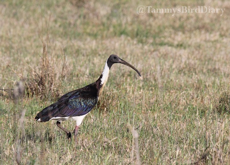 A straw-necked ibis at Bylong Community Oval recently #birds #birdtwitter #birdwatching #birding #Ozbirds #TwitterNatureCommunity #birdphotography #WildOz #BirdsSeenIn2023 #ThePhotoHour