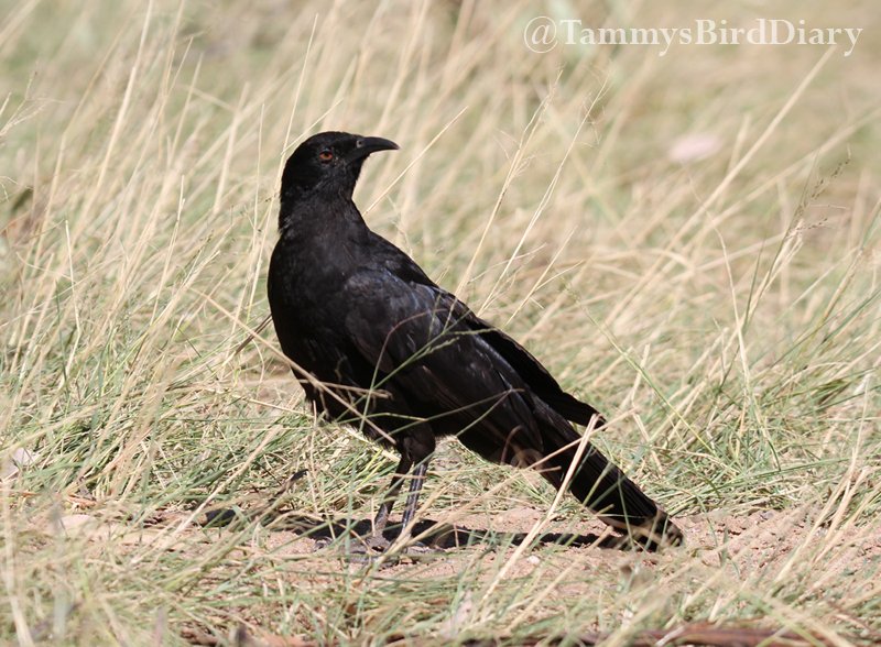 A white-winged chough in the Capertee Valley recently #birds #birdtwitter #birdwatching #birding #Ozbirds #TwitterNatureCommunity #birdphotography #WildOz #BirdsSeenIn2023 #ThePhotoHour