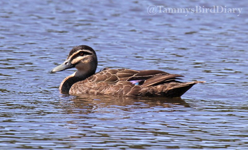 A pacific black duck at the Waratah Wetlands (Orange) recently #birds #birdtwitter #birdwatching #birding #Ozbirds #TwitterNatureCommunity #birdphotography #WildOz #BirdsSeenIn2023 #ThePhotoHour