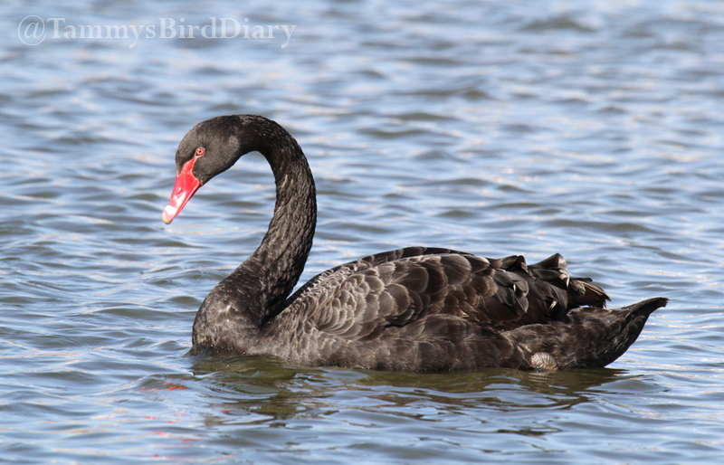 A black swan at Lake Alford Park (Gympie) recently #birds #birdtwitter #birdwatching #birding #Ozbirds #TwitterNatureCommunity #birdphotography #WildOz #BirdsSeenIn2023 #ThePhotoHour