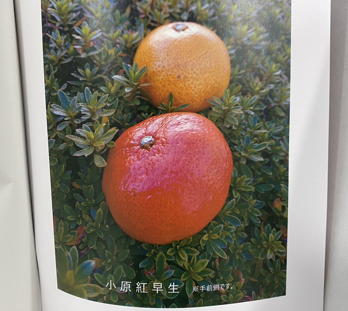 daisukehourai's tweet photo. 香川県のさぬき紅という赤いみかんを知ってますか？
🍊めっちゃ濃厚で甘いみかんです。香川県の方からいただきました。普通のみかんと並べてみたら見た目が全然違う！😳
#小原紅早生
#みかん
#香川県産 https://t.co/smVClTibCS