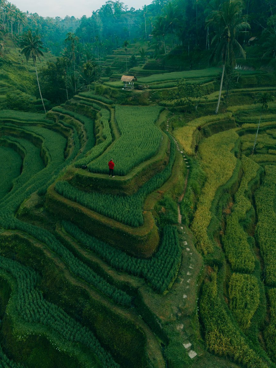 Bali Rice Fields 🍃 shot on Dji Mini 4 pro #Bali