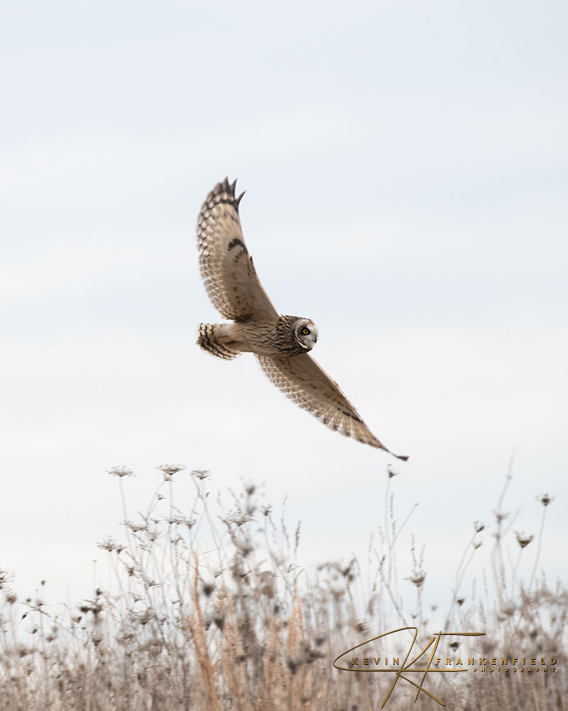 #shortearedowl #owls #birdsofprey #naturephotography #wildlifephotography #birding #birdwatching #birdwatchingphotography