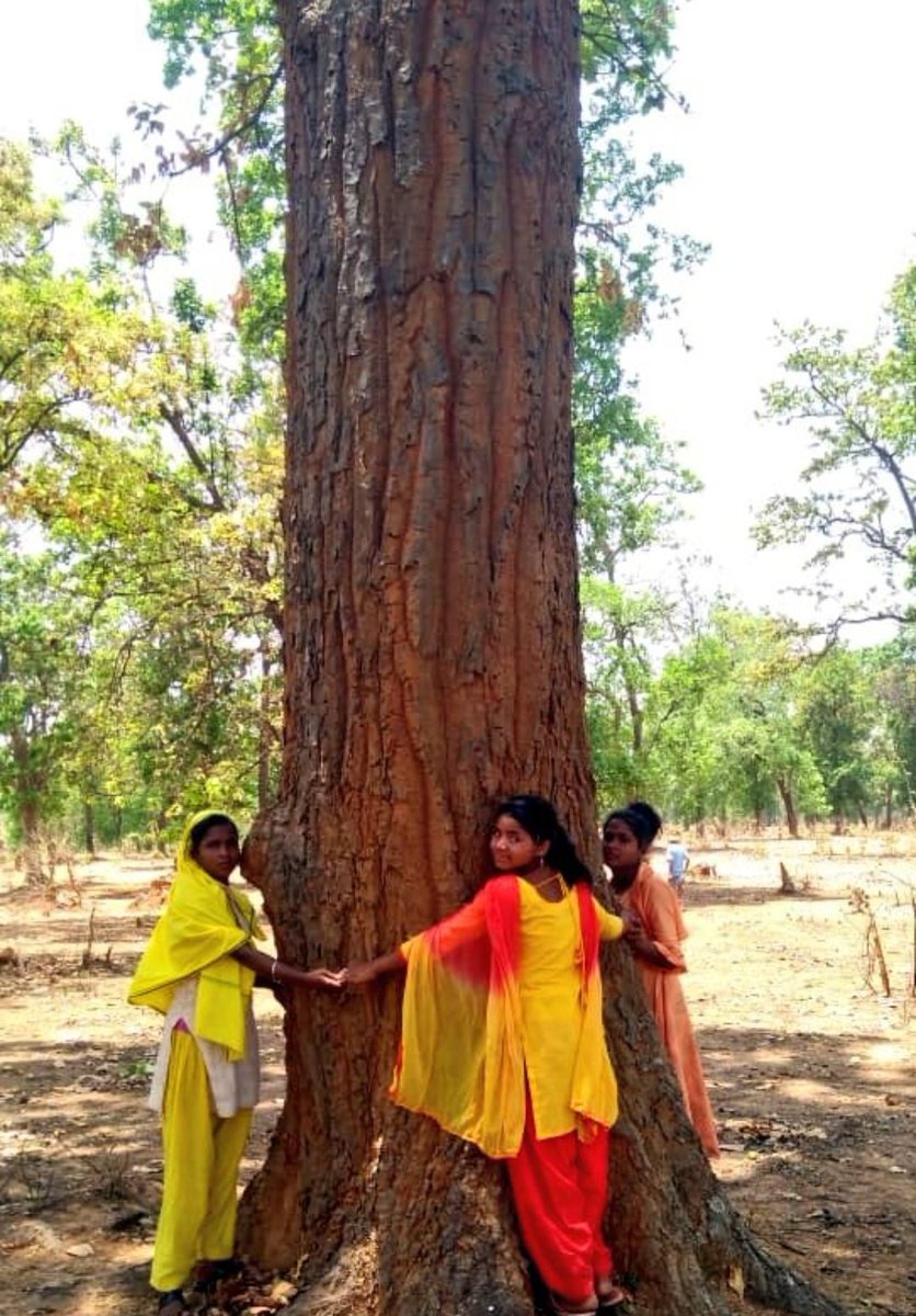 THEJP4PARMAR's tweet photo. छत्तीसगढ़ के हसदेव जंगल जिन्हें भारत के फेफड़े भी कहा जाता है उन्हें मोदाणी के खनन हितों के लिए काटा जा रहा है। स्थानीय आदिवासी अस्तित्व और उनके अधिकारों को कुचला जा रहा है।
 विरोध कर रहे आदिवासियों को नज़र बंद किया जा रहा है। शर्मनाक।
#हसदेव_जंगल_बचाओ https://t.co/SyUvue5NYy
