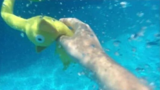 equine__dentist's tweet photo. teaching my idiot son how to swim https://t.co/YR0fGaS71R