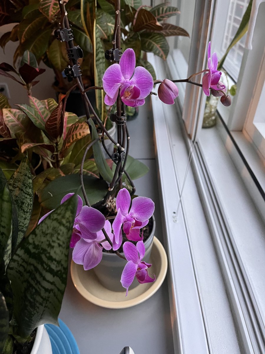 Sapphire on X: These are my orchids blooming for peace blooming for  justice blooming for Palestine blooming for the immune compromised blooming  for the old blooming for Blackness blooming for life ☮️🏳️‍ ♿️🏳️‍⚧️  t.coqEcj0cGXkj  X