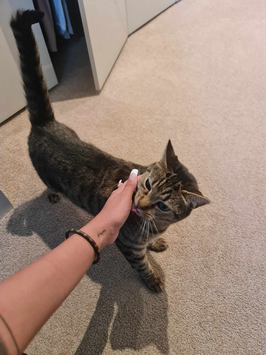 twinklechaves's tweet photo. as i house and cat-sit in this beautiful condo in the city

sipping my coffee in the balcony
waiting for the antihistamine to take effect
*cat allergy worse than ever*

2023 has been bitter sweet
but would not change any

2024 i am watching you
walls higher with lil trojan horses https://t.co/fxySAvyKOI