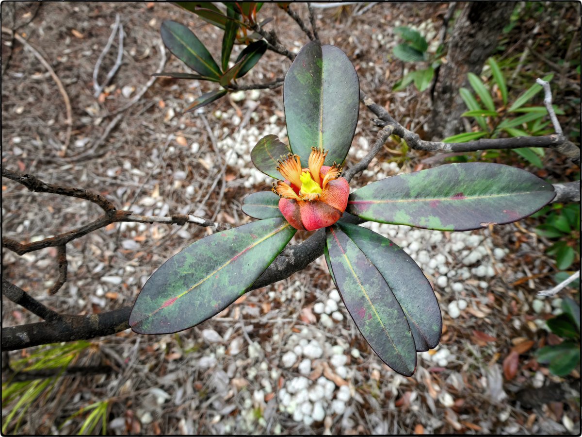 NaufragoToni's tweet photo. #π΄πππππππππππ πππππππππ
ππ Pancher ex Planch. & Triana (1860)
Endemic (Genus) to New Caledonia
It is a tree; wet tropical biome.
R. N. des Chutes de la Madeleine, Prony, Nouvelle-CalΓ©donie (C. S. G. FranΓ§aise)
π· straclet 2023 CC BY-NC 4.0 DEED
#Clusiaceae https://t.co/cv52vYPxwd