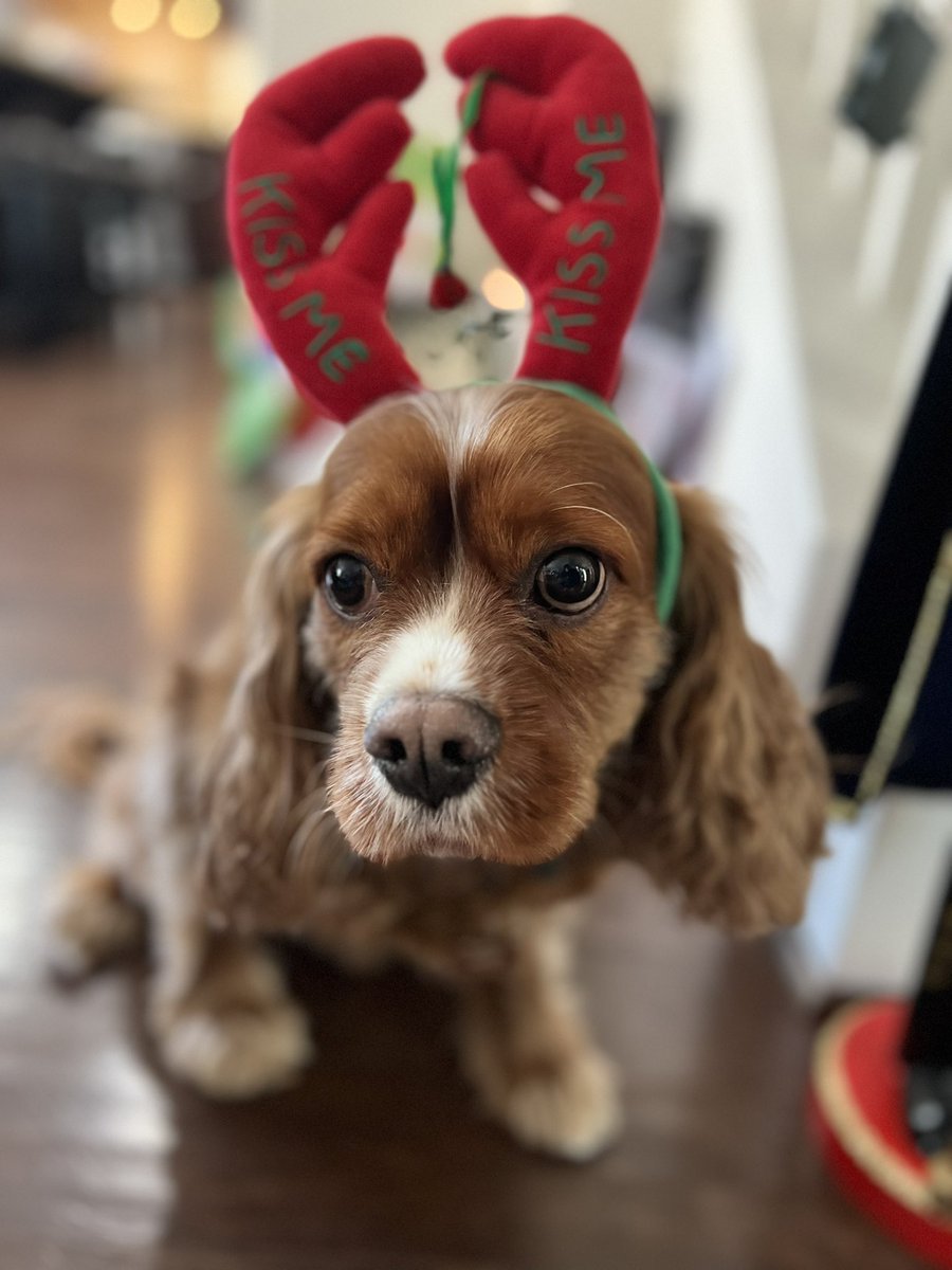 #kissme #cavalierkingcharles #HolidayCheer