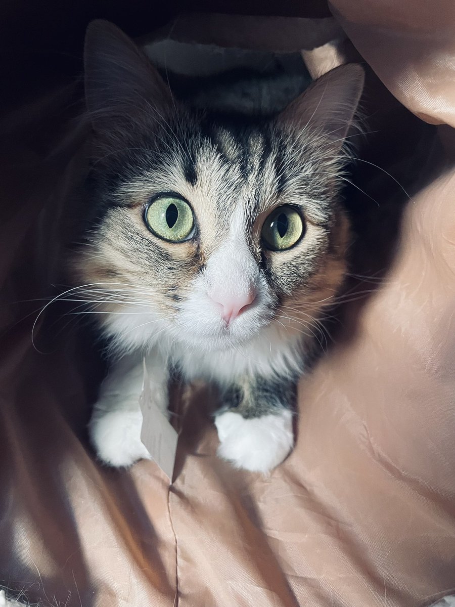 WasabiBabyZA's tweet photo. The love I have for my 2 fur babies is understandable 💚💚💚 https://t.co/JimiTUaoQ1