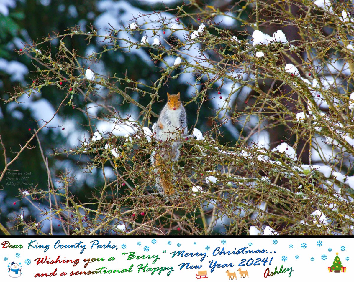 AshleyPurring's tweet photo. .@kingcountyparks, Thank you for all of your year-round efforts for our wonderful parks! Happy Holidays and a very Happy New Year 2024 and well beyond! #marymoorpark #squirrel #squirrels #wildlifephotography #naturepicture #kingcountyparks #MerryChrismas #HappyNewYear https://t.co/UUwM2zMY1A
