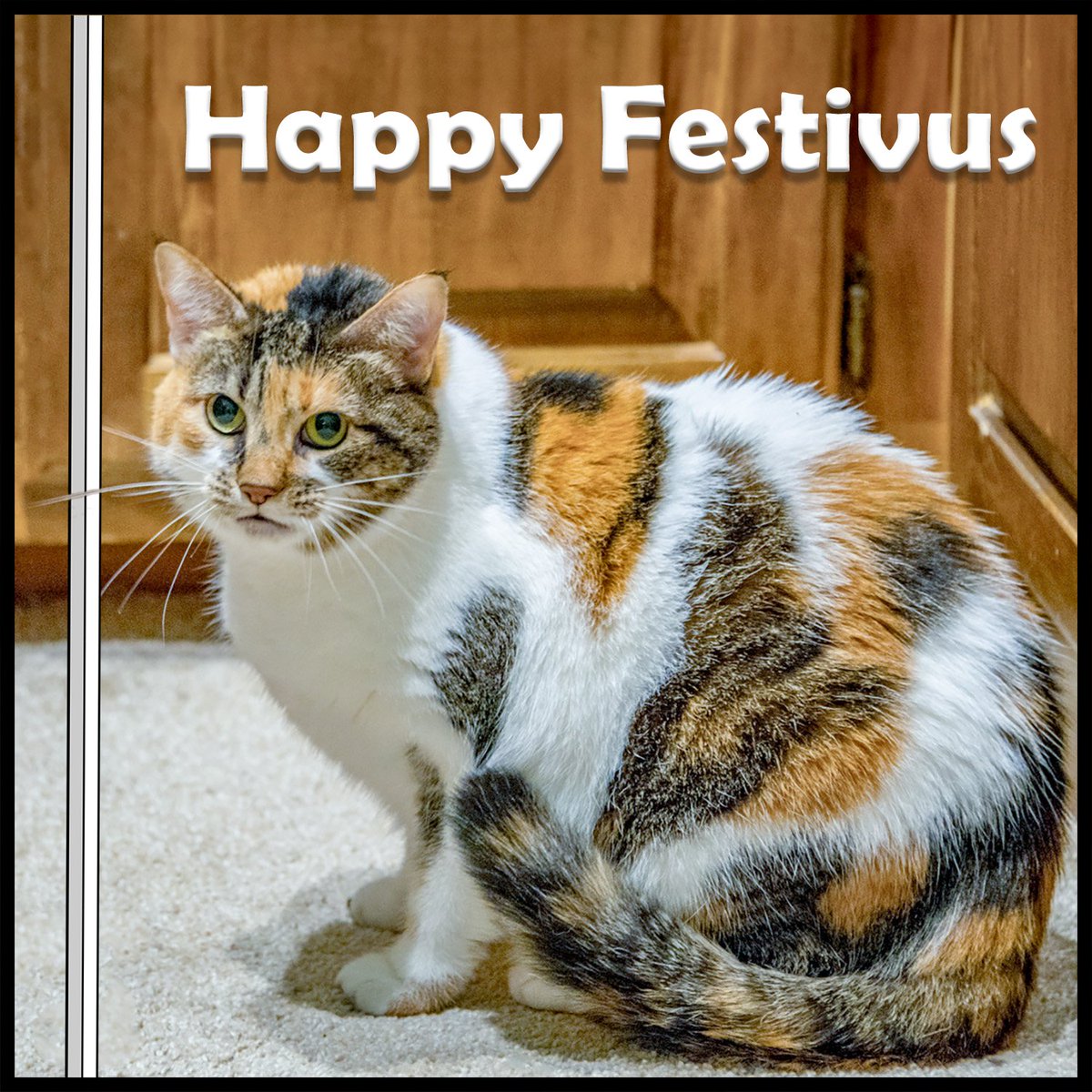 Happy Festivus everyone! I’m here with my trusty Festivus pole. It is an undecorated solid aluminum pole, which has a high strength-to-weight ratio. It  provides a space to “air my grievances!” Anyone wat to chime in? #festivus #cat #adoptablecat #rescuecat #petrescue